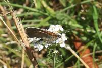 Coenonympha pamphilus
