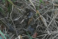 Lasiommata megera