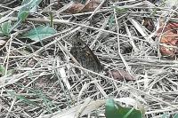 Lasiommata megera