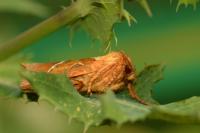 Triodia sylvina