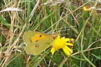 Colias crocea