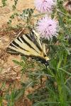 Iphiclides podalirius