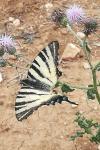 Iphiclides podalirius