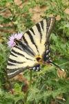 Iphiclides podalirius
