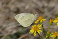 Pieris rapae