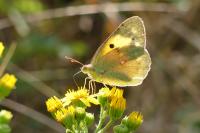 Colias crocea