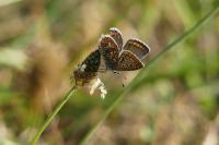 Polyommatus icarus