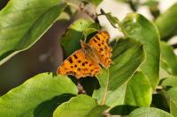 Polygonia c-album