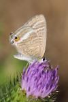 Lampides boeticus