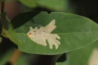 Parectopa robiniella