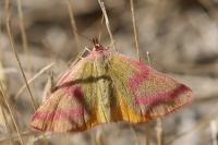 Lythria purpuraria