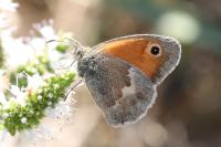 Coenonympha pamphilus