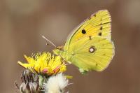 Colias crocea