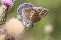 Polyommatus icarus