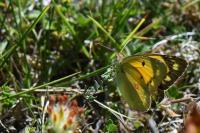 Colias crocea