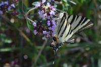 Iphiclides podalirius