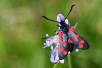 Zygaena filipendulae