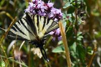 Iphiclides podalirius