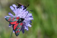 Zygaena filipendulae
