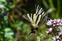 Iphiclides podalirius