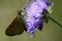 Ochlodes sylvanus