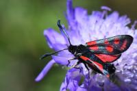 Zygaena carniolica