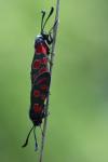 Zygaena carniolica