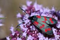Zygaena filipendulae
