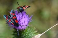 Zygaena filipendulae