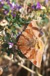Euclidia glyphica