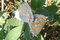 Polyommatus icarus