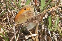 Coenonympha pamphilus