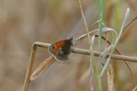 Coenonympha pamphilus