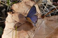 Lampides boeticus
