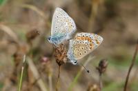 Polyommatus icarus