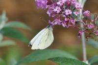 Pieris napi