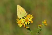 Colias crocea
