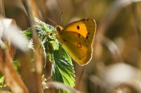 Colias crocea