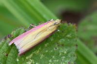 Oncocera semirubella