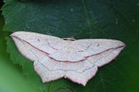 Timandra comae