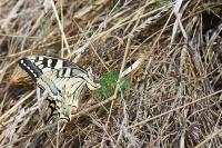 Papilio machaon