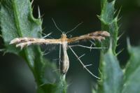Oxyptilus