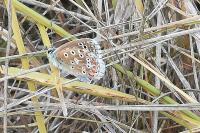Lysandra bellargus