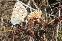 Lysandra bellargus