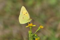 Colias crocea