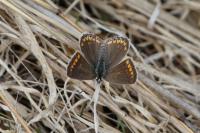 Polyommatus icarus