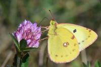 Colias crocea