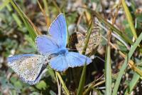Lysandra bellargus