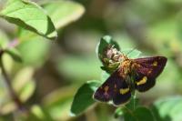Pyrausta aurata