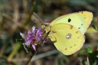 Colias crocea
